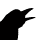 Crows Calling